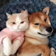 ȳ跭Ѱ