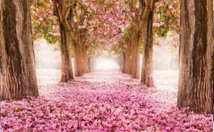 Ȼֽ(Nature Wallpapers)app