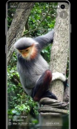 AvesͼƬ鿴app