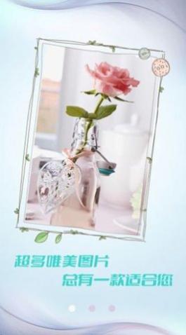 小猪壁纸高清手机壁纸大全app